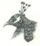 Ink peacock